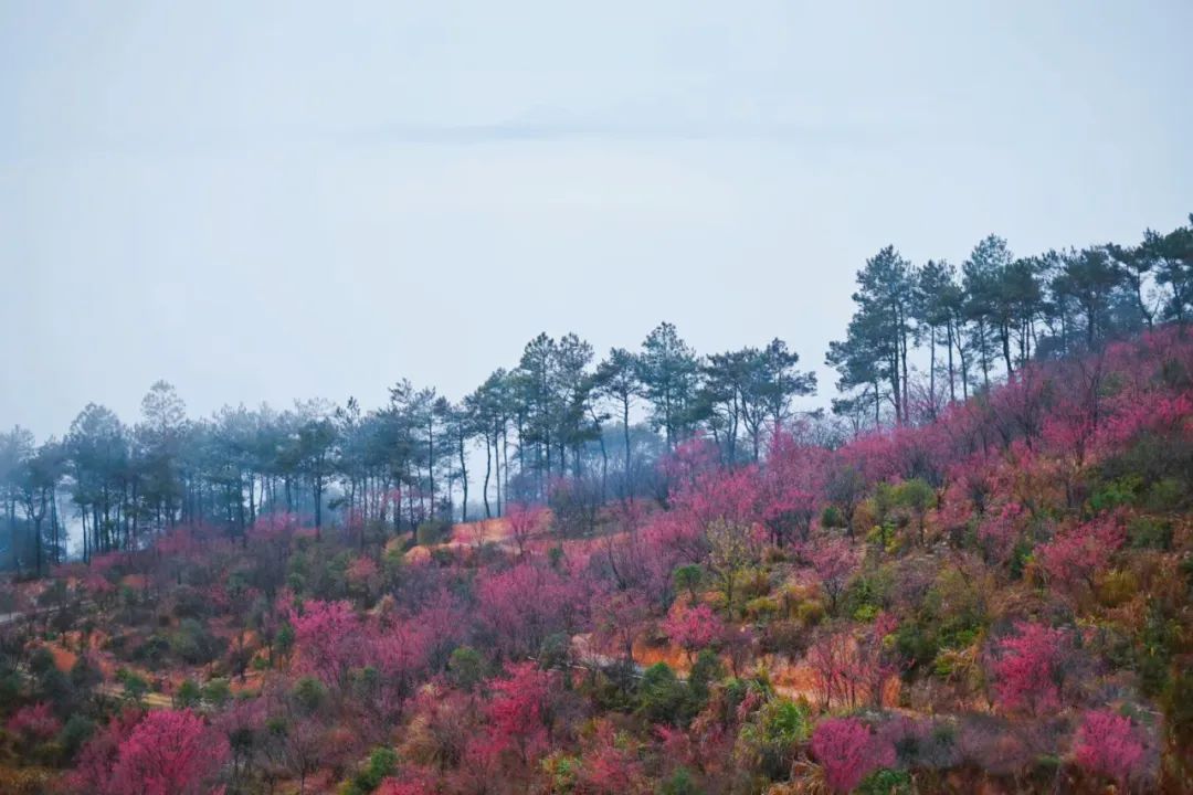 好美!大片盛放!就在鼓岭 好美!大片盛放!就在鼓岭