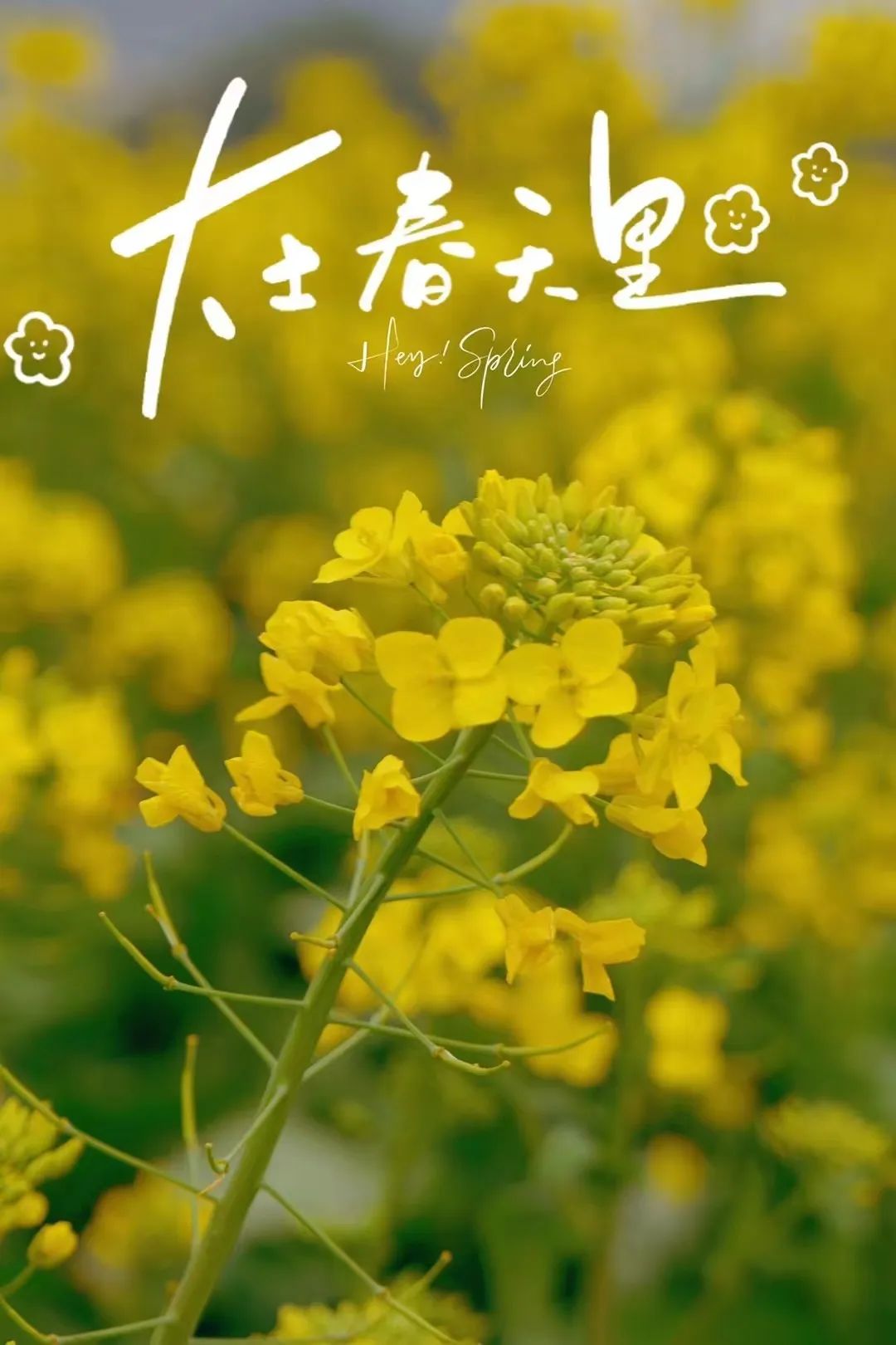 好美!大片盛放!就在鼓岭 好美!大片盛放!就在鼓岭