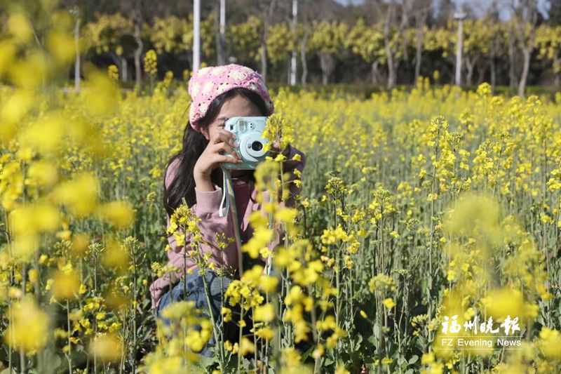 金色花海来了！琅岐700多亩油菜花盛放