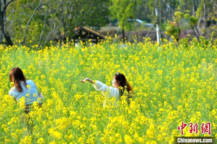 图为游客在油菜花地拍照。　中新网记者 吕明 摄