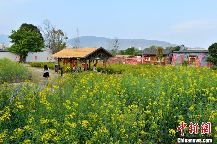 图为梁厝特色历史文化街区油菜花竞相开放。　中新网记者 吕明 摄
