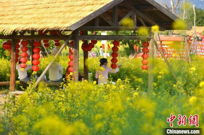 图为游客在梁厝特色历史文化街区游玩、赏花。　中新网记者 吕明 摄