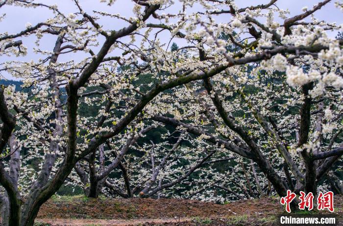 屏南县甘棠乡王林村芙蓉李种植基地，万亩李花次第绽放，花瓣洁白如雪、晶莹剔透。邱仰左 摄