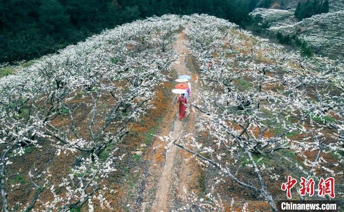 屏南县甘棠乡王林村芙蓉李种植基地，万亩李花次第绽放，花瓣洁白如雪、晶莹剔透，犹如白雪覆盖着山坡，吸引了众多游客前来赏花、拍照。邱仰左 摄