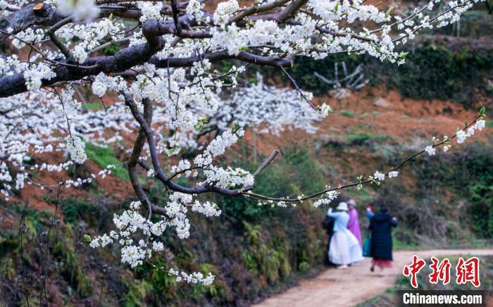 屏南县甘棠乡王林村芙蓉李种植基地，万亩李花次第绽放，花瓣洁白如雪、晶莹剔透。邱仰左 摄