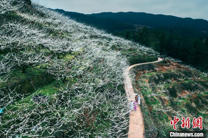 屏南县甘棠乡王林村芙蓉李种植基地，万亩李花次第绽放，花瓣洁白如雪、晶莹剔透，犹如白雪覆盖着山坡。邱仰左 摄