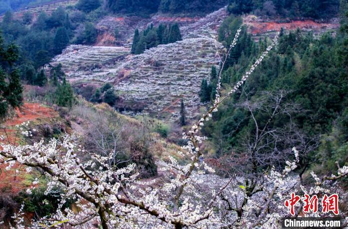 屏南县甘棠乡王林村芙蓉李种植基地，万亩李花次第绽放，花瓣洁白如雪、晶莹剔透，犹如白雪覆盖着山坡。邱仰左 摄