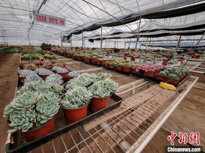 图为林武云的多肉基地大棚。中新网记者雷朝良摄