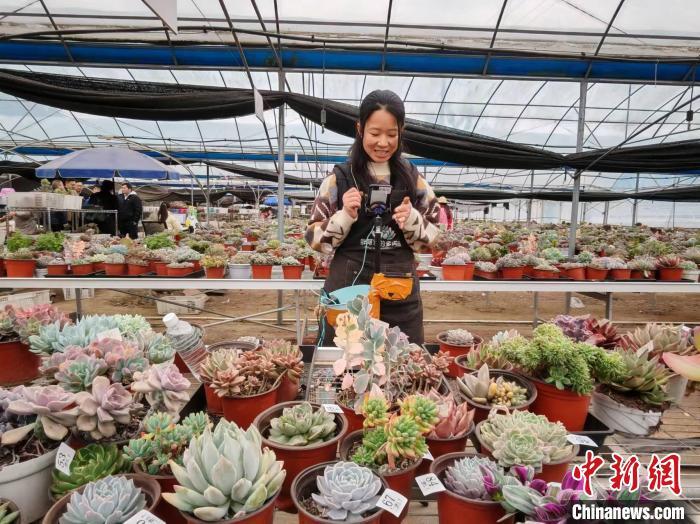 图为主播正在多肉基地直播。中新网记者雷朝良摄