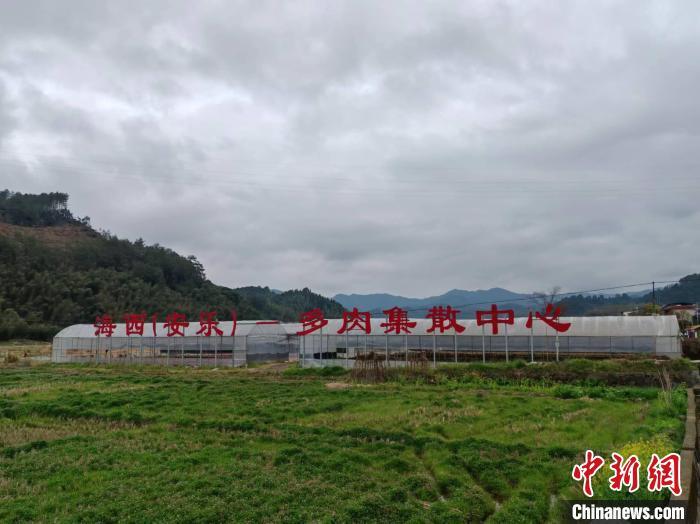 图为安乐多肉集散中心。中新网记者雷朝良摄