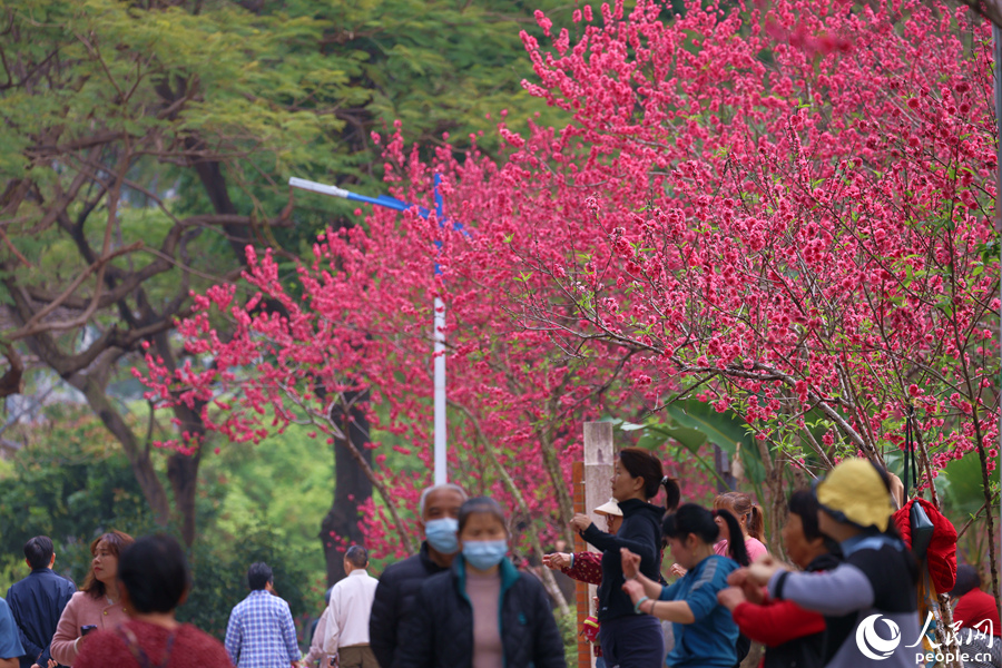 桃花盛开满园春意浓。人民网记者 陈博摄