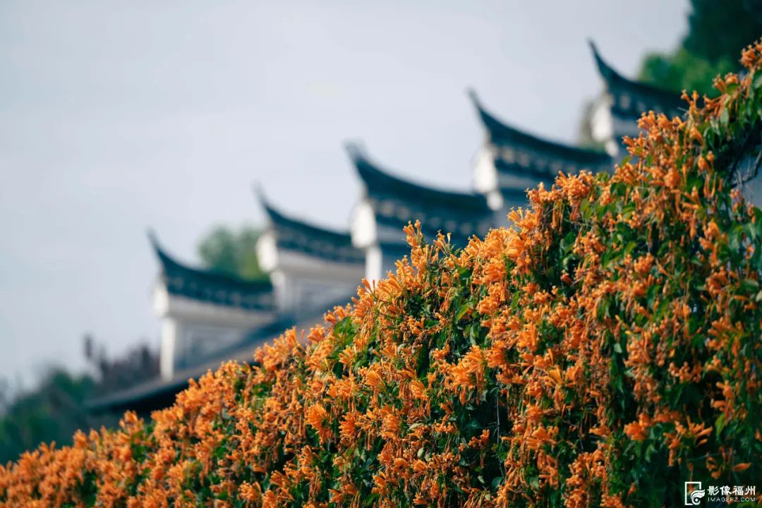 花开了！福州春日追花地图上线！