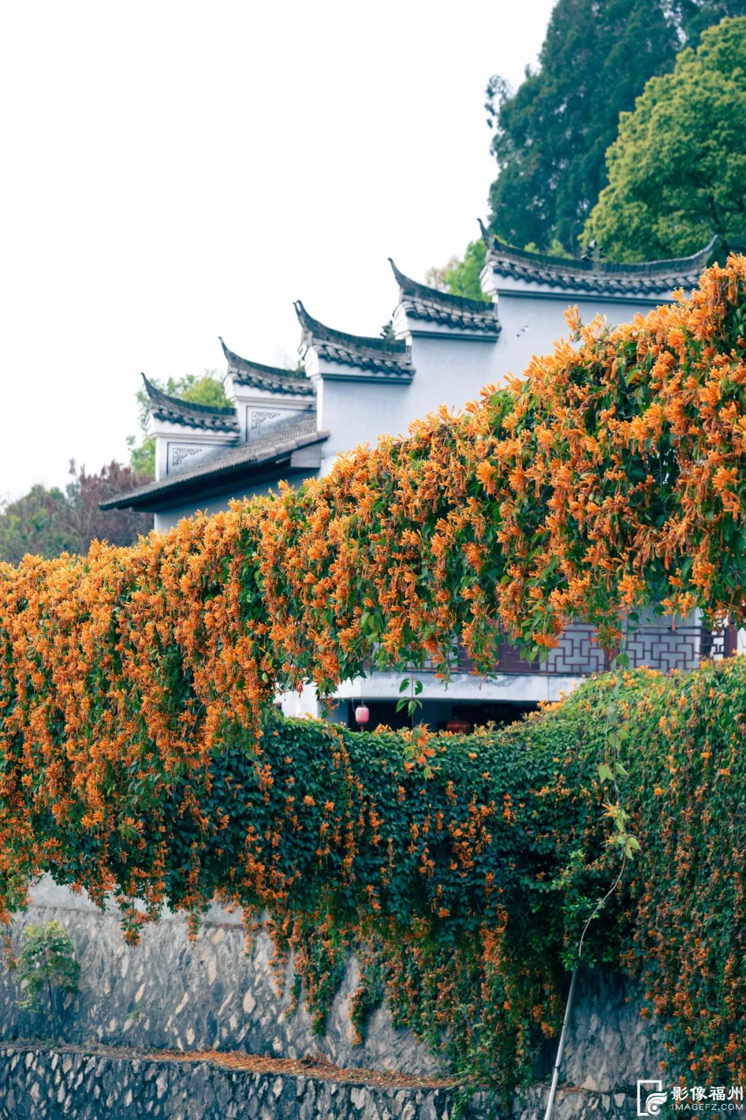 花开了！福州春日追花地图上线！