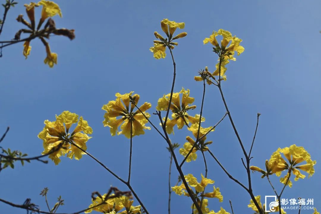 花开了！福州春日追花地图上线！