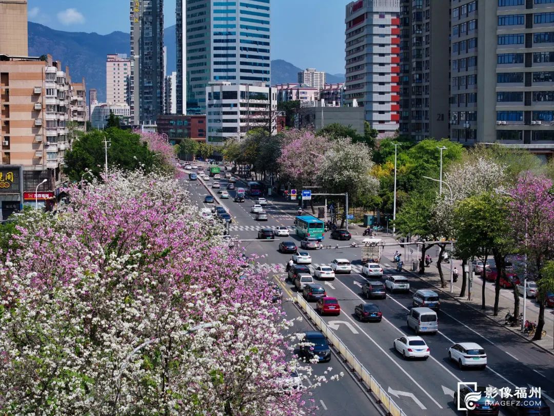 花开了！福州春日追花地图上线！