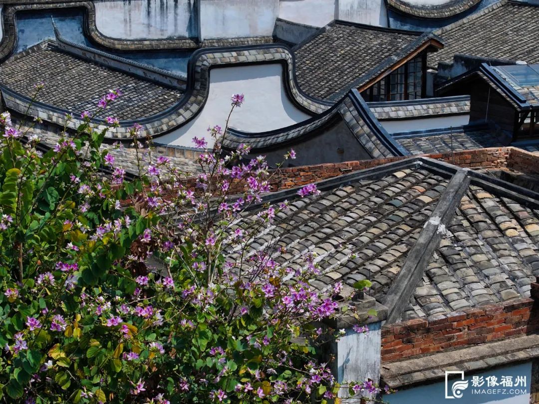 花开了！福州春日追花地图上线！