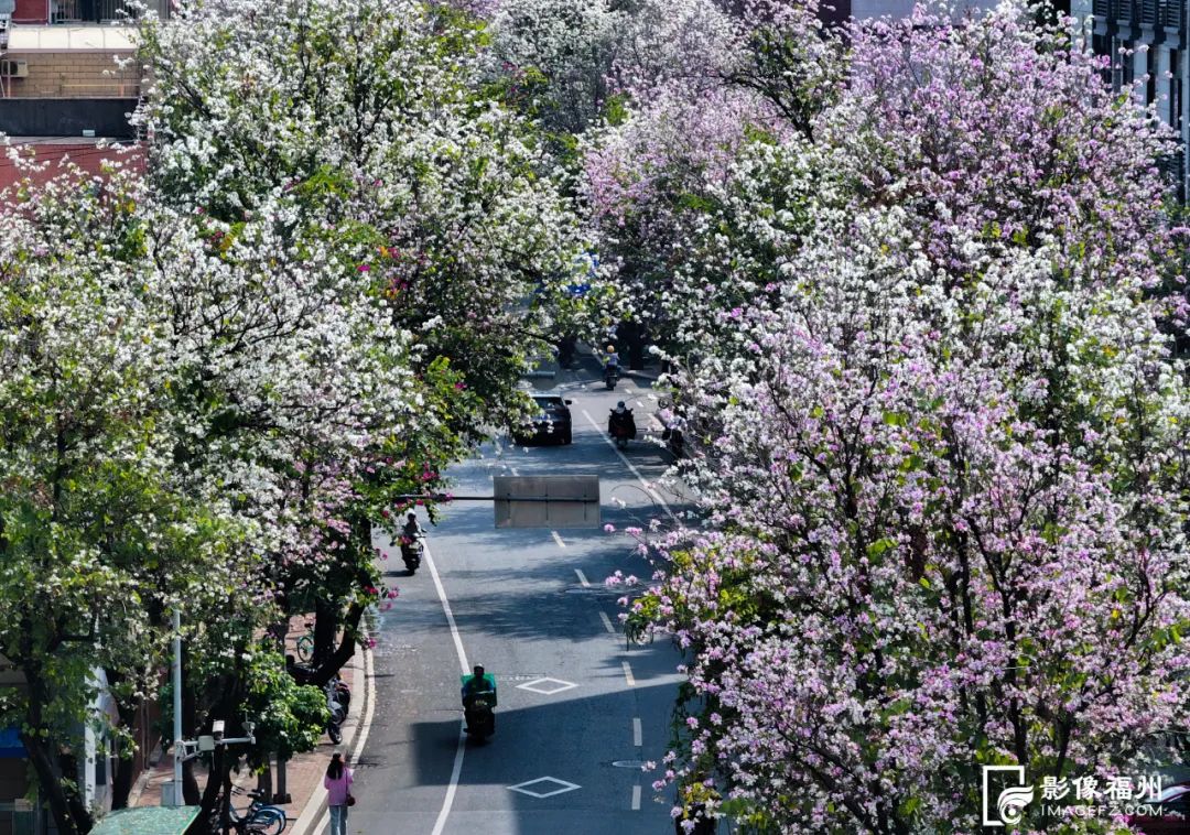 花开了！福州春日追花地图上线！