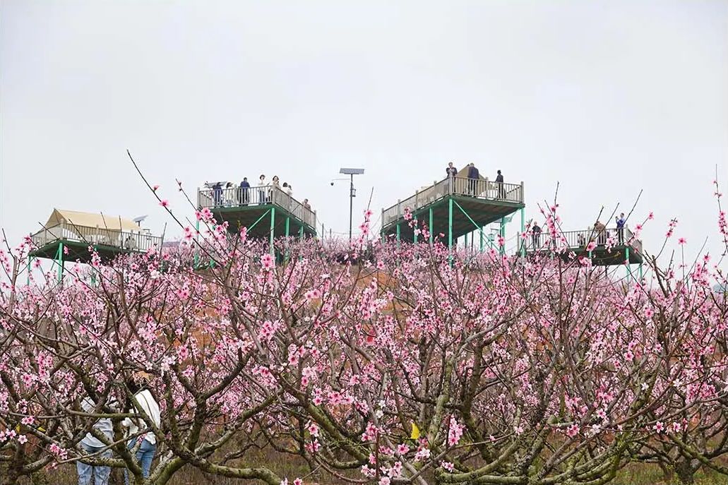 桃花节开幕!福州这里“桃醉”了! 桃花节开幕!福州这里“桃醉”了!
