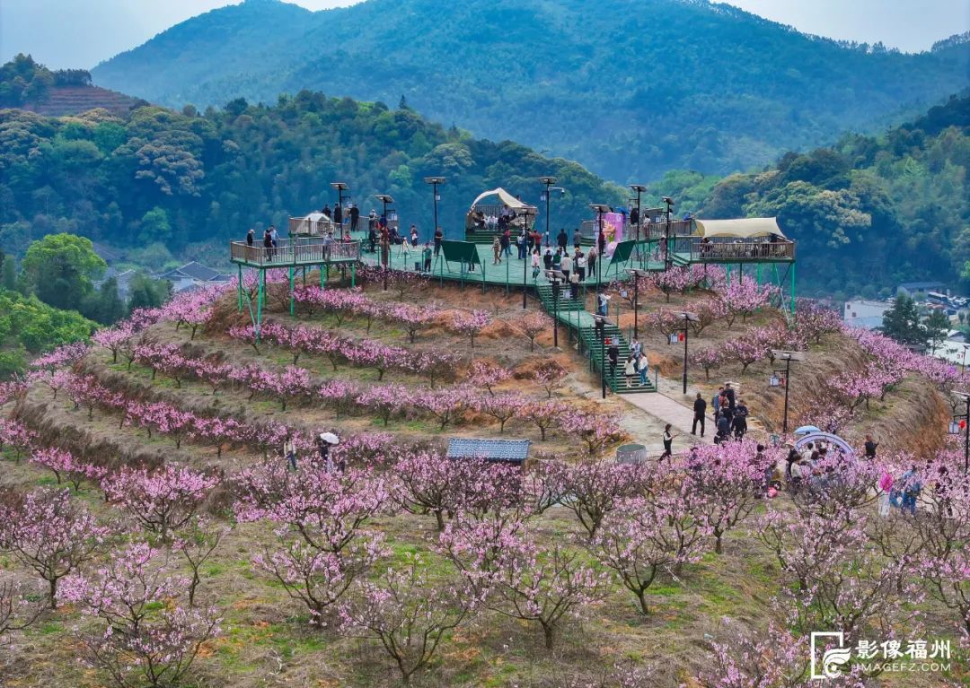 桃花节开幕!福州这里“桃醉”了! 桃花节开幕!福州这里“桃醉”了!