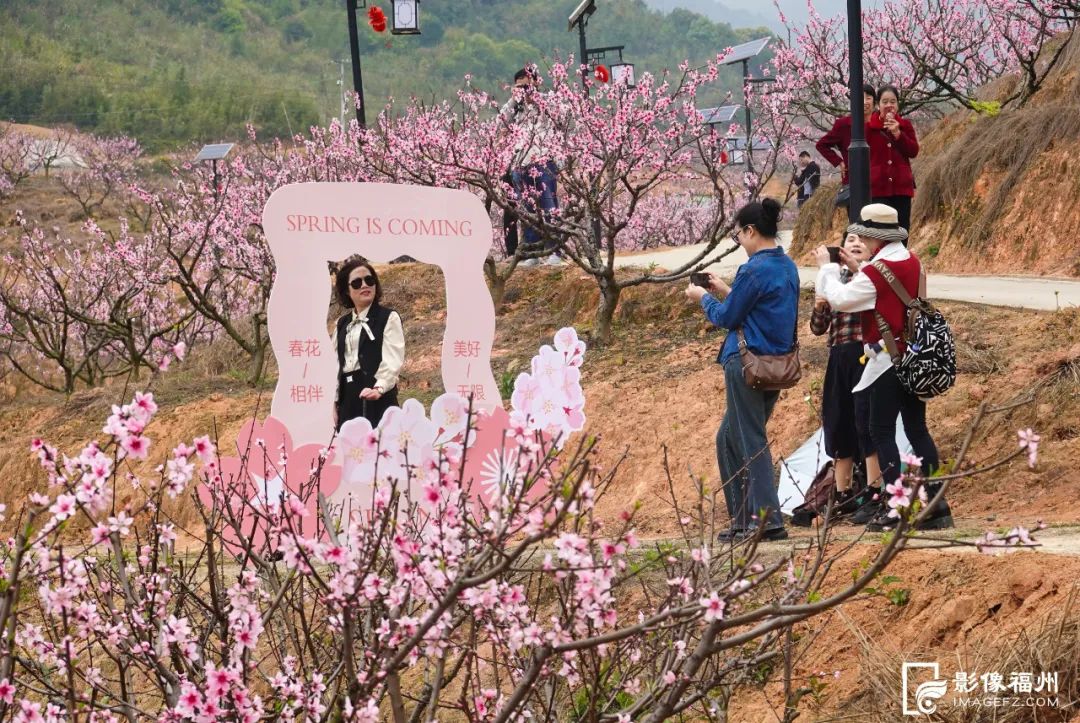 桃花节开幕!福州这里“桃醉”了! 桃花节开幕!福州这里“桃醉”了!