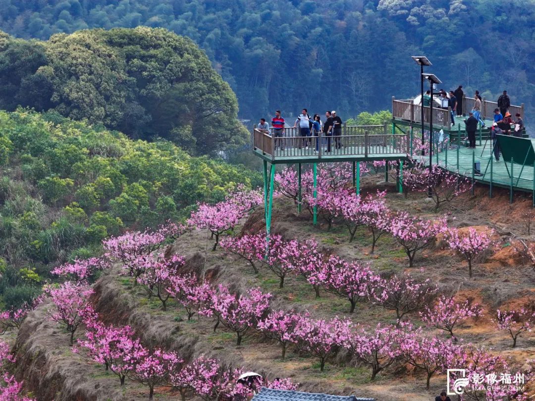 桃花节开幕!福州这里“桃醉”了! 桃花节开幕!福州这里“桃醉”了!