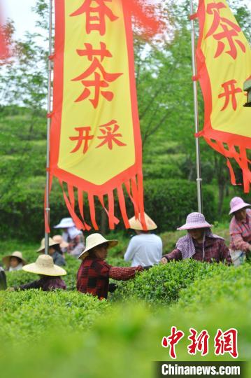 图为2024福州春茶开采节暨春伦开春采文化周活动现场。中新网记者 吕明 摄