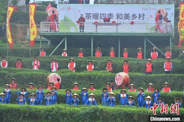 26日，2024福州春茶开采节暨春伦开春采文化周活动于福州启动。中新网记者 吕明 摄