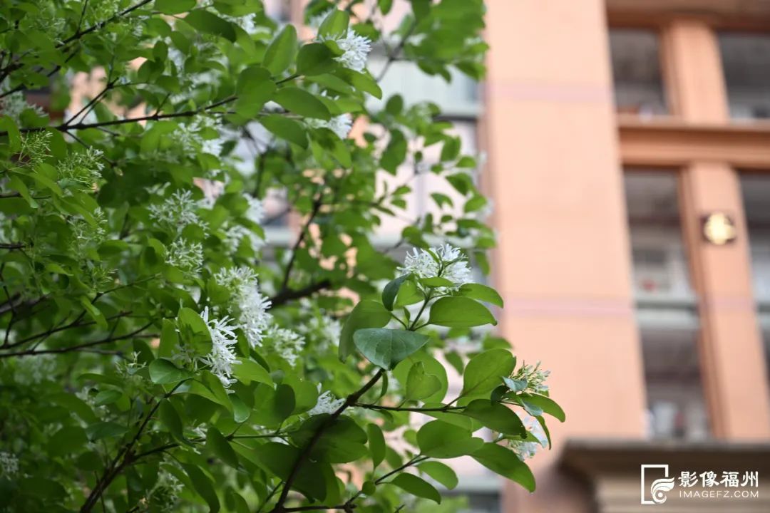 福州百年流苏花开!网红音乐节“圈粉”! 福州百年流苏花开!网红音乐节“圈粉”!