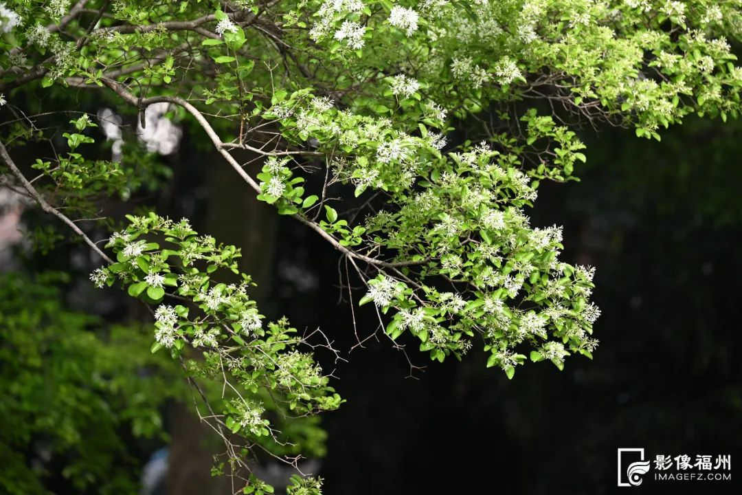 福州百年流苏花开!网红音乐节“圈粉”! 福州百年流苏花开!网红音乐节“圈粉”!