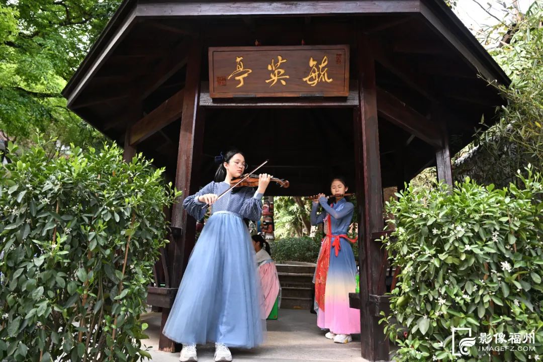 福州百年流苏花开!网红音乐节“圈粉”! 福州百年流苏花开!网红音乐节“圈粉”!