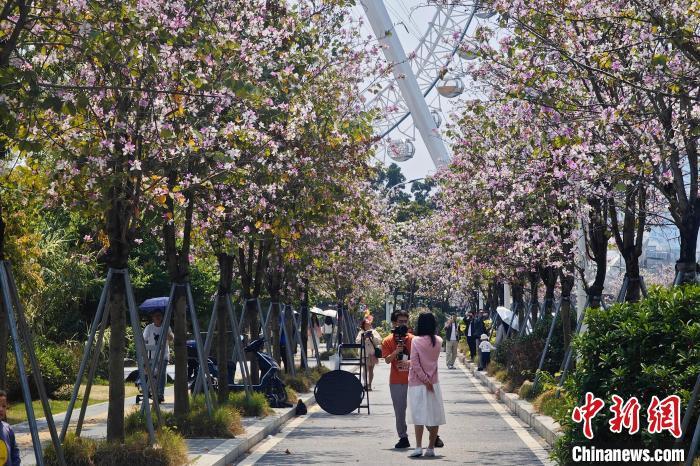 市民在开满花朵的街道拍照留影。中新网记者 王东明 摄