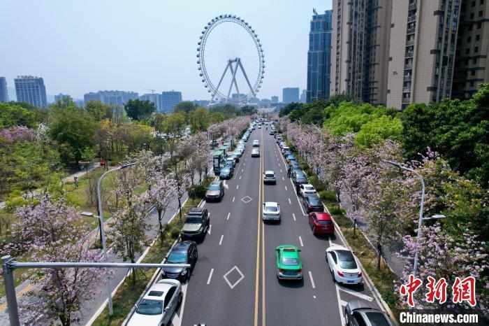 市民在开满花朵的街道赏花。中新网记者 王东明 摄
