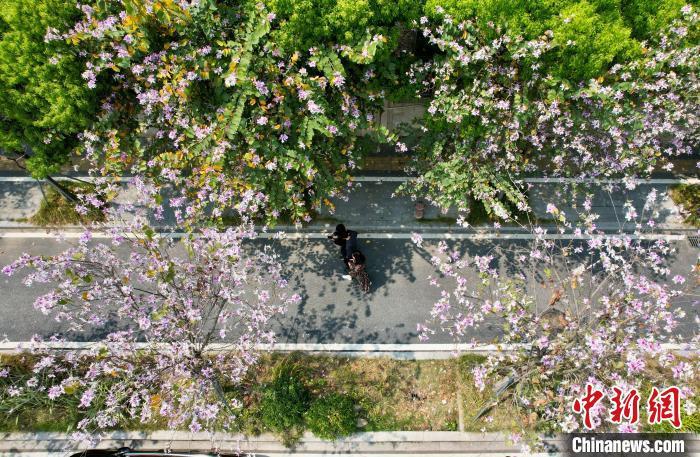 市民在开满花朵的街道赏花。中新网记者 王东明 摄