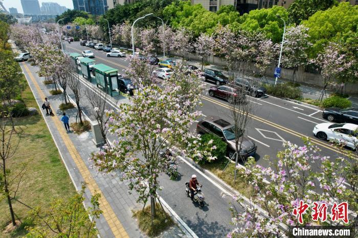 福州晋安湖公园旁边景观树花朵盛开，春景宜人。中新网记者 王东明 摄