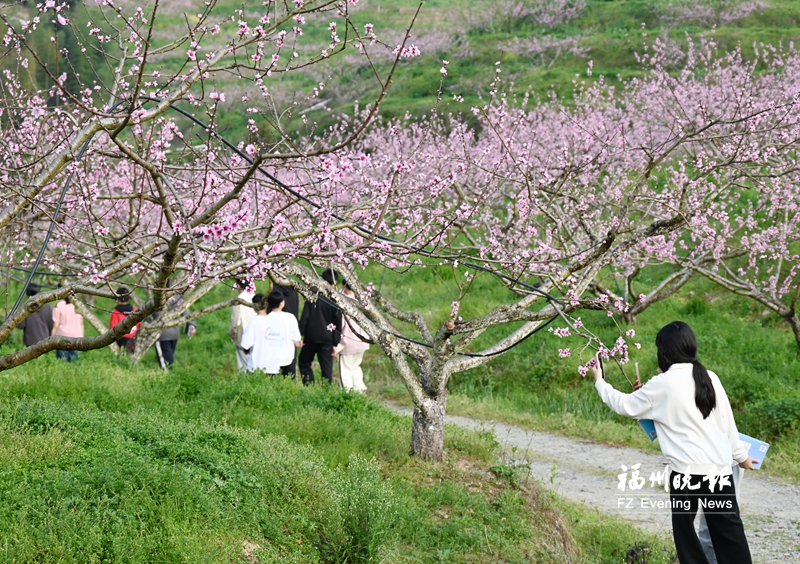 踏青好时节田园花烂漫！盘点福州近郊赏花好去处
