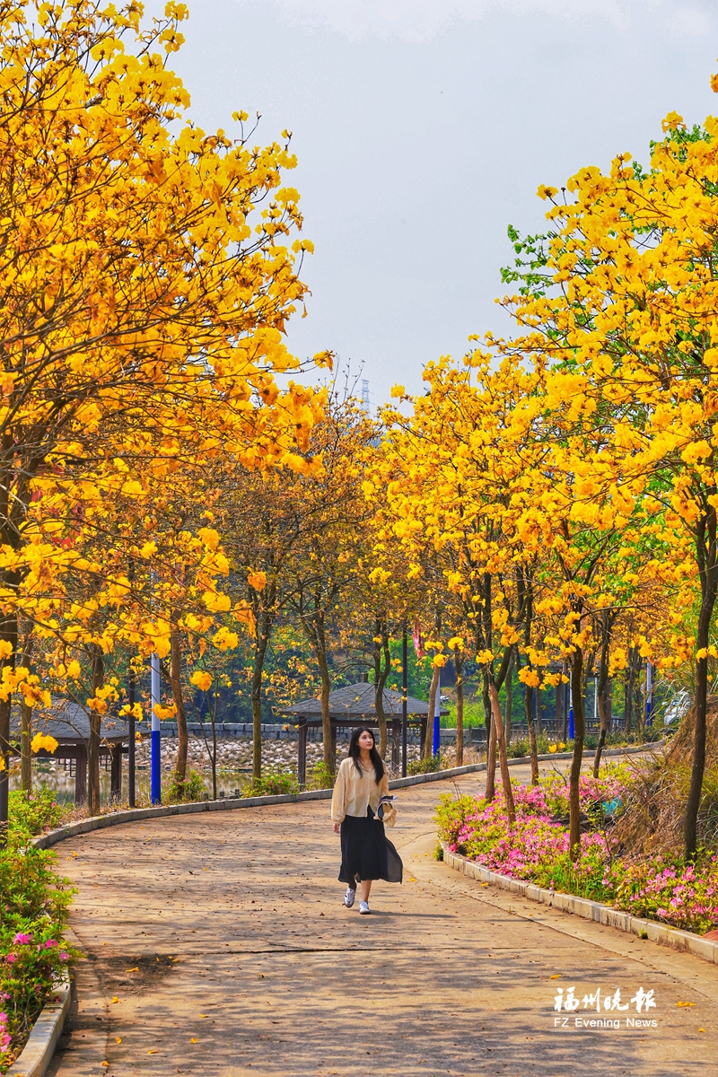 踏青好时节田园花烂漫！盘点福州近郊赏花好去处