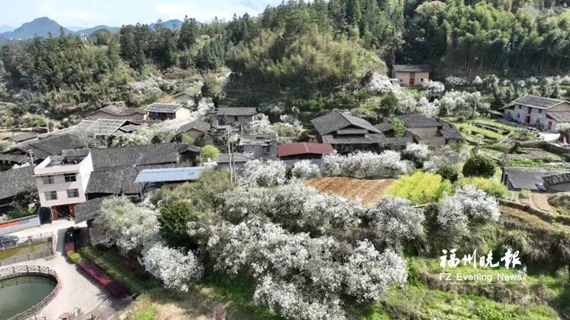 踏青好时节田园花烂漫！盘点福州近郊赏花好去处