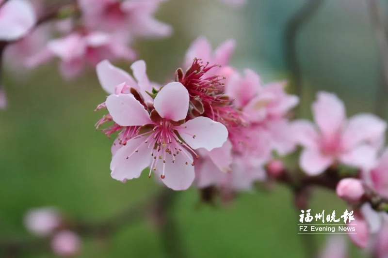 踏青好时节田园花烂漫！盘点福州近郊赏花好去处