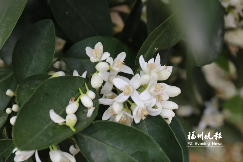 踏青好时节田园花烂漫！盘点福州近郊赏花好去处