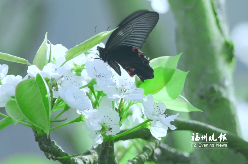 踏青好时节田园花烂漫！盘点福州近郊赏花好去处