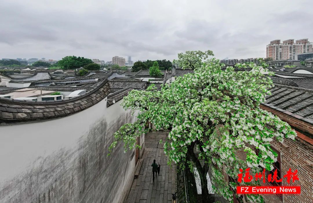 惊艳！就在福州三坊七巷！错过要等一整年！
