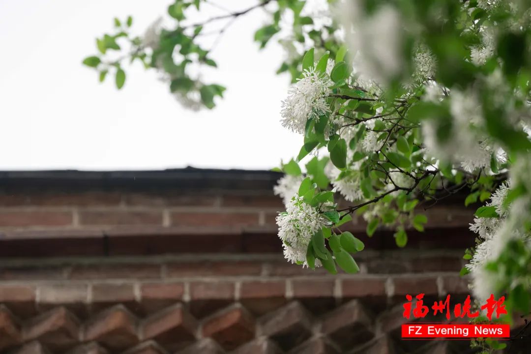 惊艳！就在福州三坊七巷！错过要等一整年！