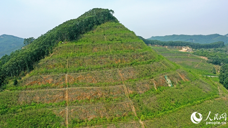 漳州台商投资区狮山-周福废弃矿山采取分级削坡等修复整治后，绿意盎然。人民网 李昌乾摄