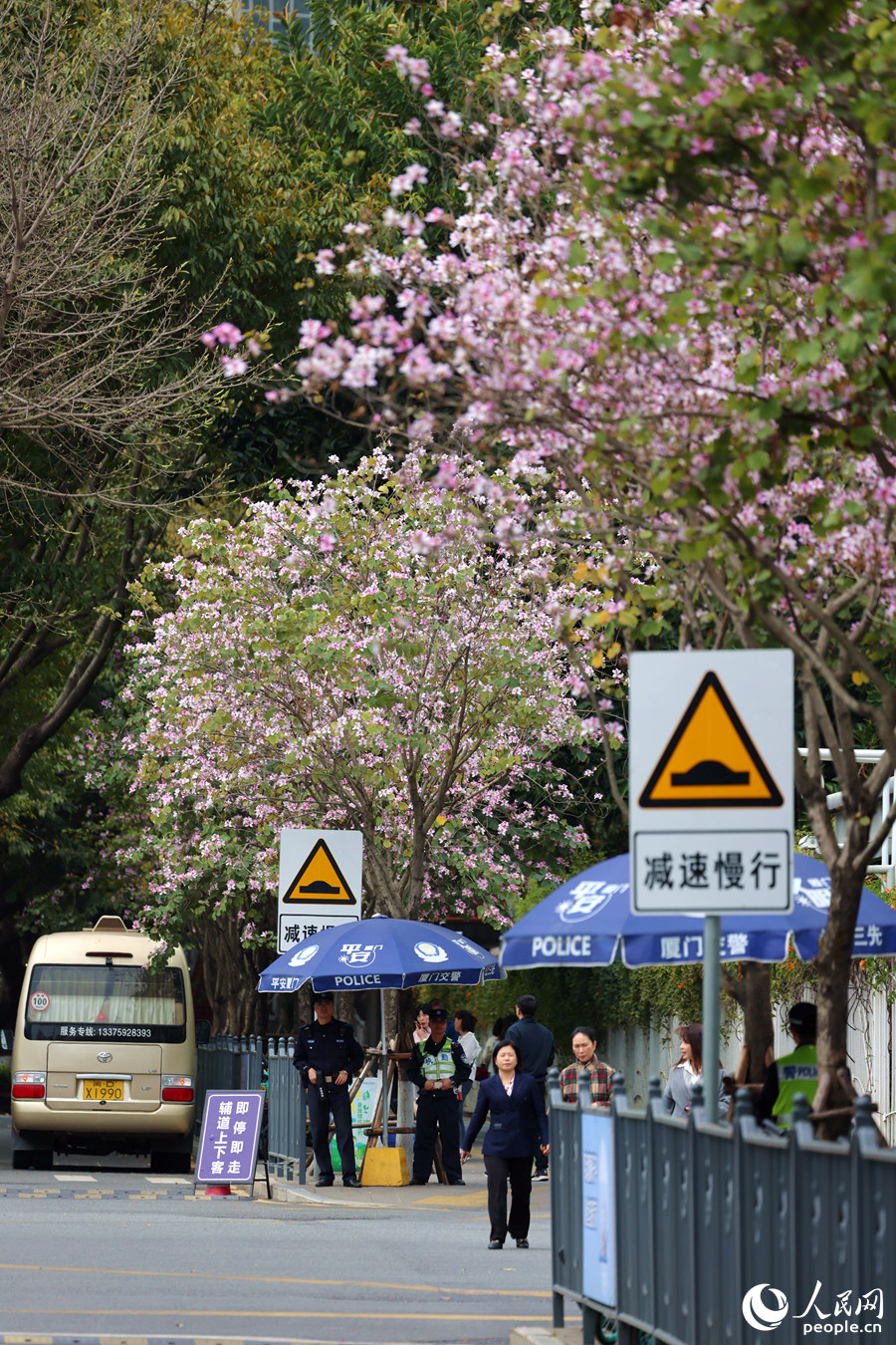 厦门市人民政府门前，宫粉羊蹄甲繁花满树。人民网记者 陈博摄