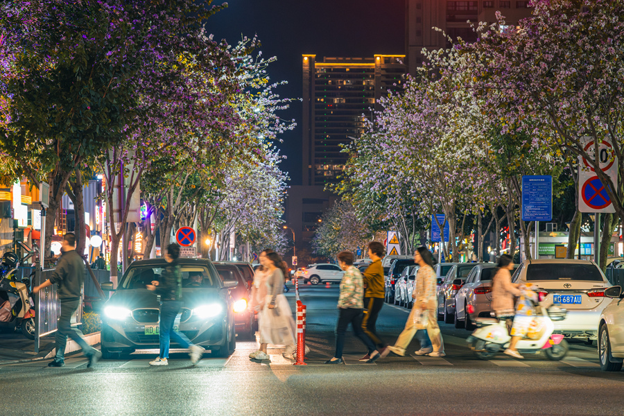 夜幕下的厦门翔安鼓塘路，宫粉羊蹄甲花朵在灯光映衬下呈现出不一样的美。陈超摄
