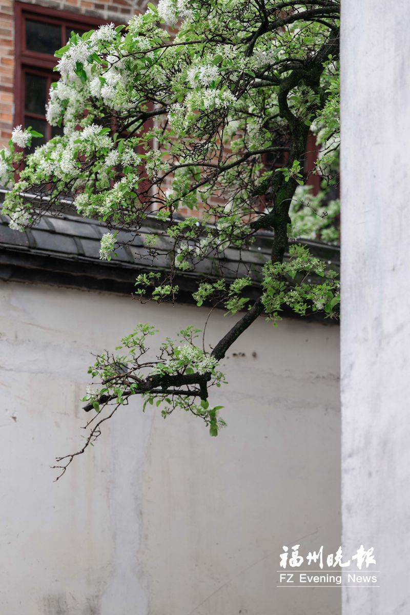 花开花落春有时 好一幅福州春光图