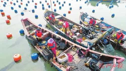 海上牧场“春耕”忙