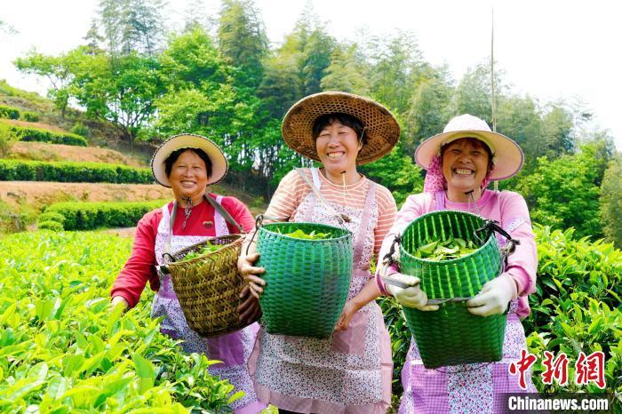 茶农们采摘着今年的第一茬嫩芽笑开颜。永定区融媒体中心供图