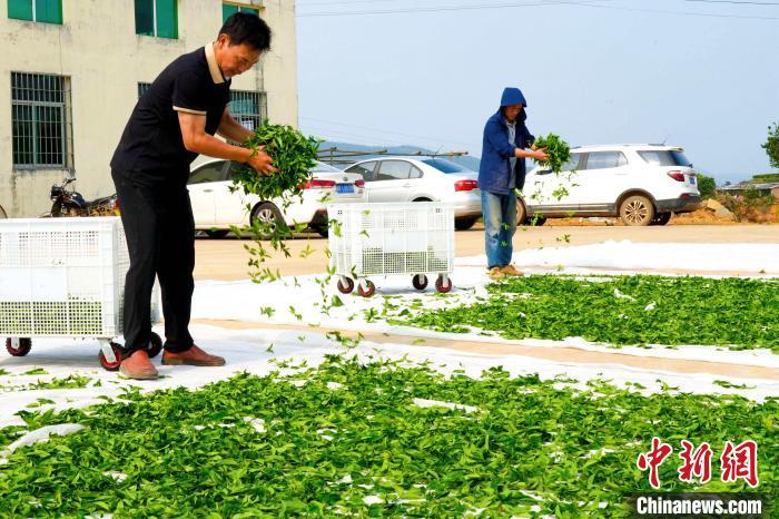 晾晒鲜茶。永定区融媒体中心供图