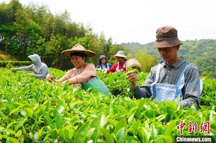 茶农们腰挎竹篓穿梭在茶叶梯田间，双手上下飞舞，娴熟地采摘着今年的第一茬嫩芽。永定区融媒体中心供图